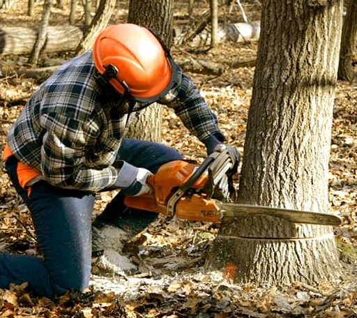 Tree Removal in Jacksonville, NC